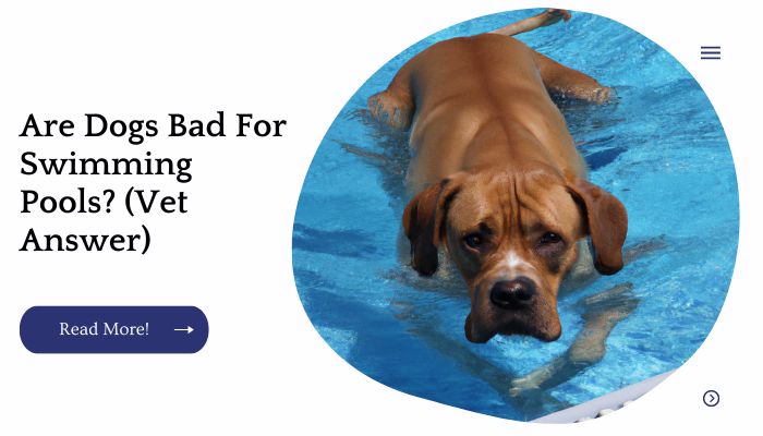 Are Dogs Bad For Swimming Pools? (Vet Answer)