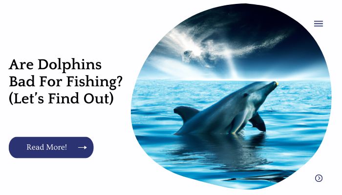Are Dolphins Bad For Fishing? (Let’s Find Out)