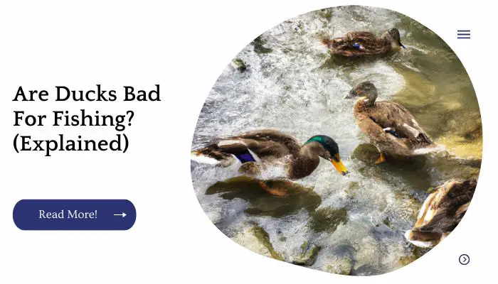 Are Ducks Bad For Fishing? (Explained)