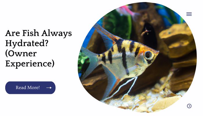 Are Fish Always Hydrated? (Owner Experience)