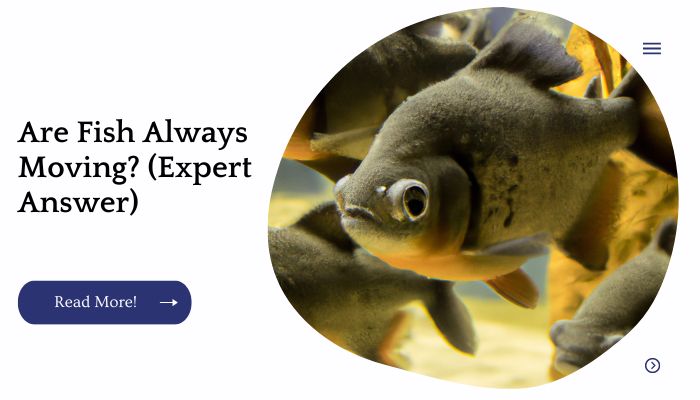 Are Fish Always Moving? (Expert Answer)