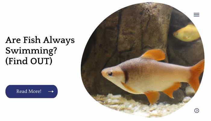 Are Fish Always Swimming? (Find OUT)