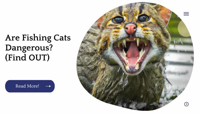 Are Fishing Cats Dangerous? (Find OUT)