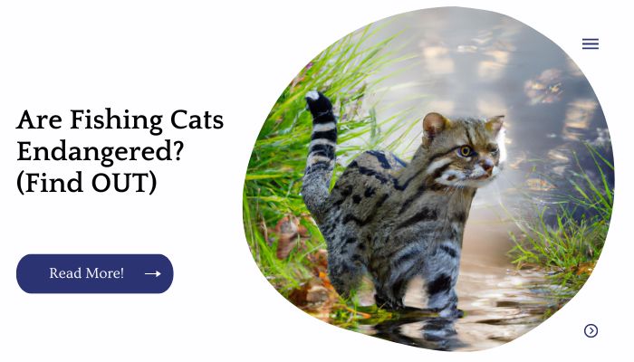 Are Fishing Cats Endangered? (Find OUT)