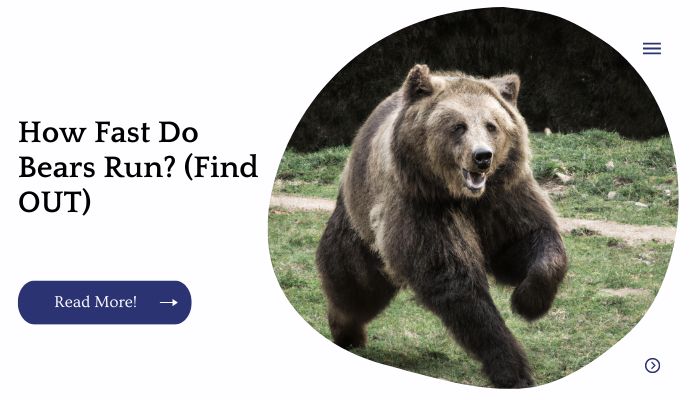 How Fast Do Bears Run? (Find OUT)