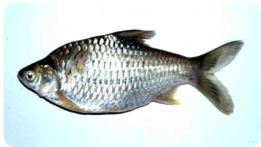 an image of a fish on a white surface